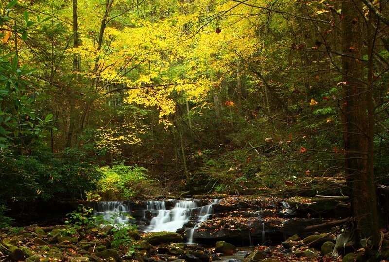 Small Waterfall in Forest — Green, Serene, Autumn, Photograph, Trees, Fallen Leaves, Rocks