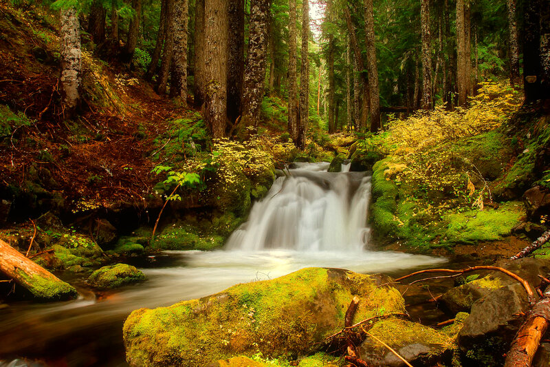 Small Waterfall in Forest — Green, Serene, Autumn, Photograph, Trees, Moss, Rocks, Stream