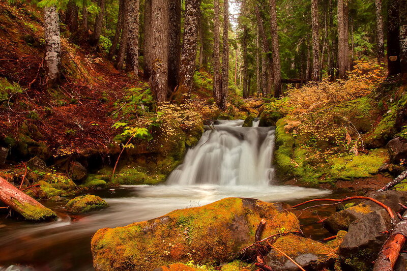 Small Waterfall in Forest — Green, Serene, Autumn, Photograph, Trees, Moss, Rocks