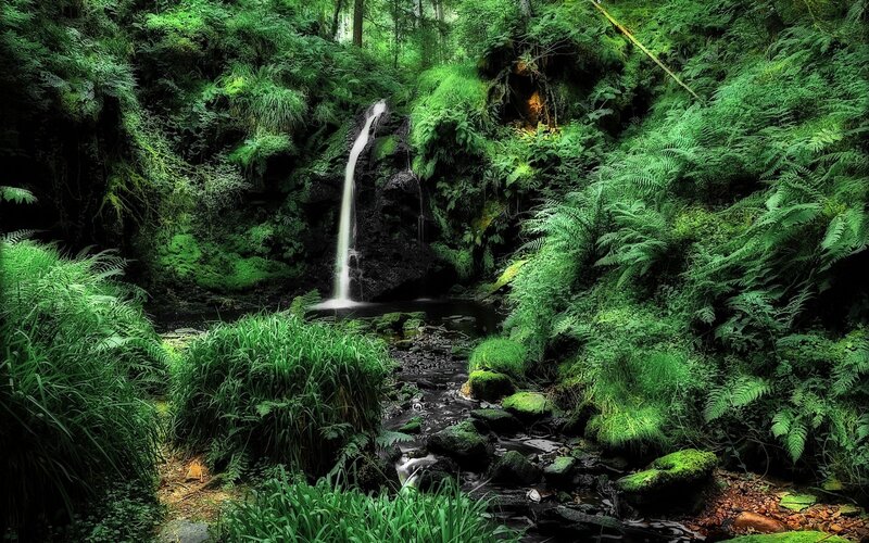 Small Waterfall in Forest — Green, Serene, Daytime, Photograph, Stream