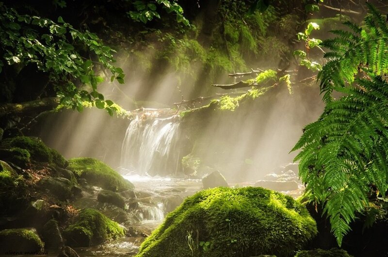 Small Waterfall in Forest — Green, Serene, Morning, Photograph, Moss, Fern