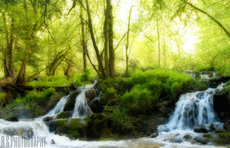Small Waterfall in Forest — Green, Serene, Morning, Photograph, Trees, Moss
