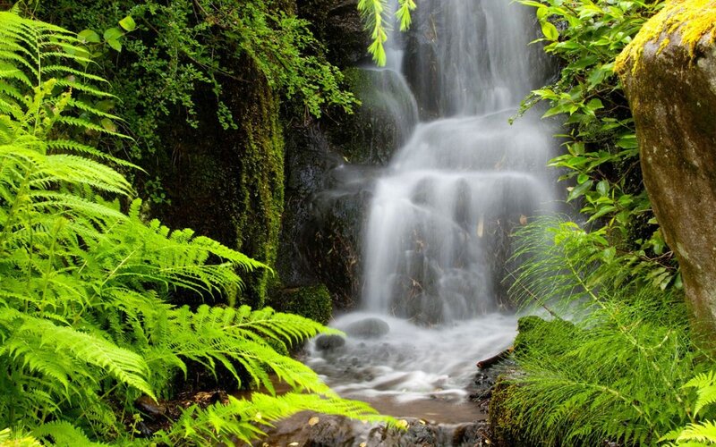Small Waterfall in Forest — Green, Serene, Photograph, Fern, Moss