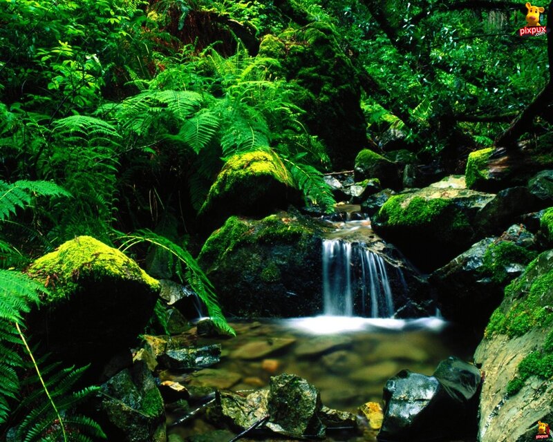 Small Waterfall in Forest — Green, Serene, Photograph, Moss, Rocks, Ferns