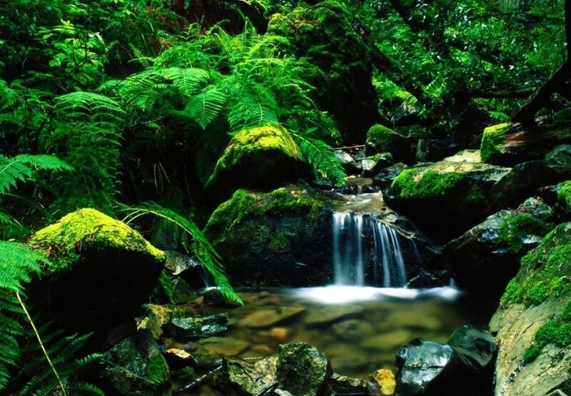 Small Waterfall in Forest — Green, Serene, Photograph, Moss, Rocks, Stream