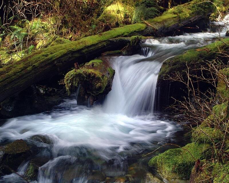 Small Waterfall in Forest — Green, Serene, Photograph, Moss, Stream
