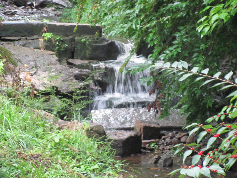 Small Waterfall in Forest — Green, Serene, Photograph, Stream, Rocks, Berries