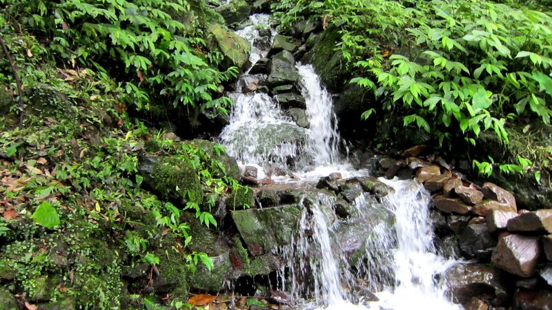 Small Waterfall in Forest — Green, Serene, Photograph, Stream, Rocks, Plants