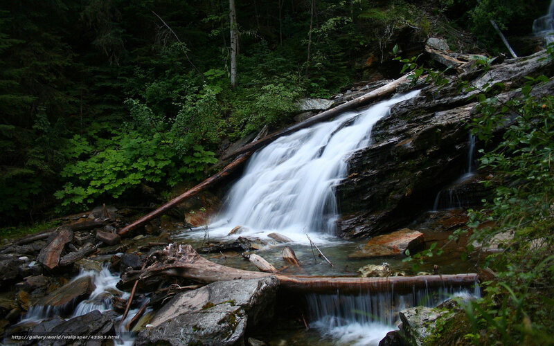 Small Waterfall in Forest — Green, Serene, Photograph, Trees, Rocks, Fallen Log