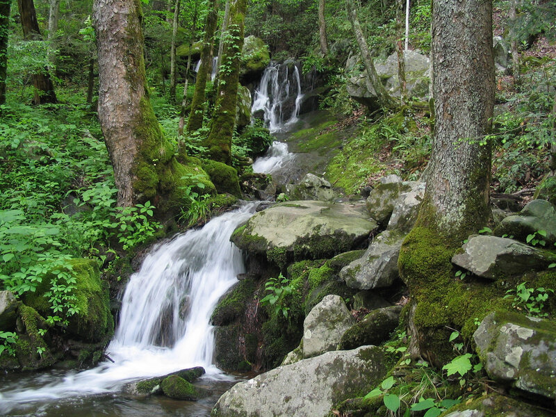 Small Waterfall in Forest — Green, Serene, Photograph, Trees