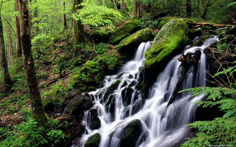 Small Waterfall in Forest — Green, Serene, Spring, Photograph, Trees, Moss, Rocks