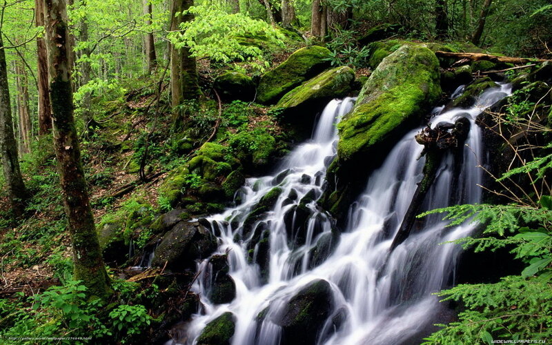 Small Waterfall in Forest — Green, Serene, Spring, Photograph, Trees, Moss