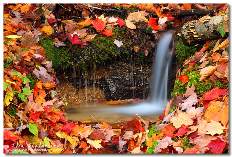 Small Waterfall in Forest — Red, Serene, Autumn
