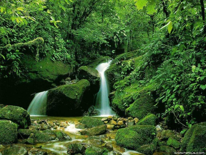 Small Waterfall in Forest — Serene, White