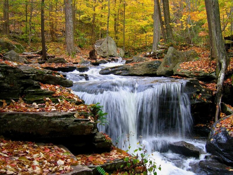 Small Waterfall in Forest — Yellow