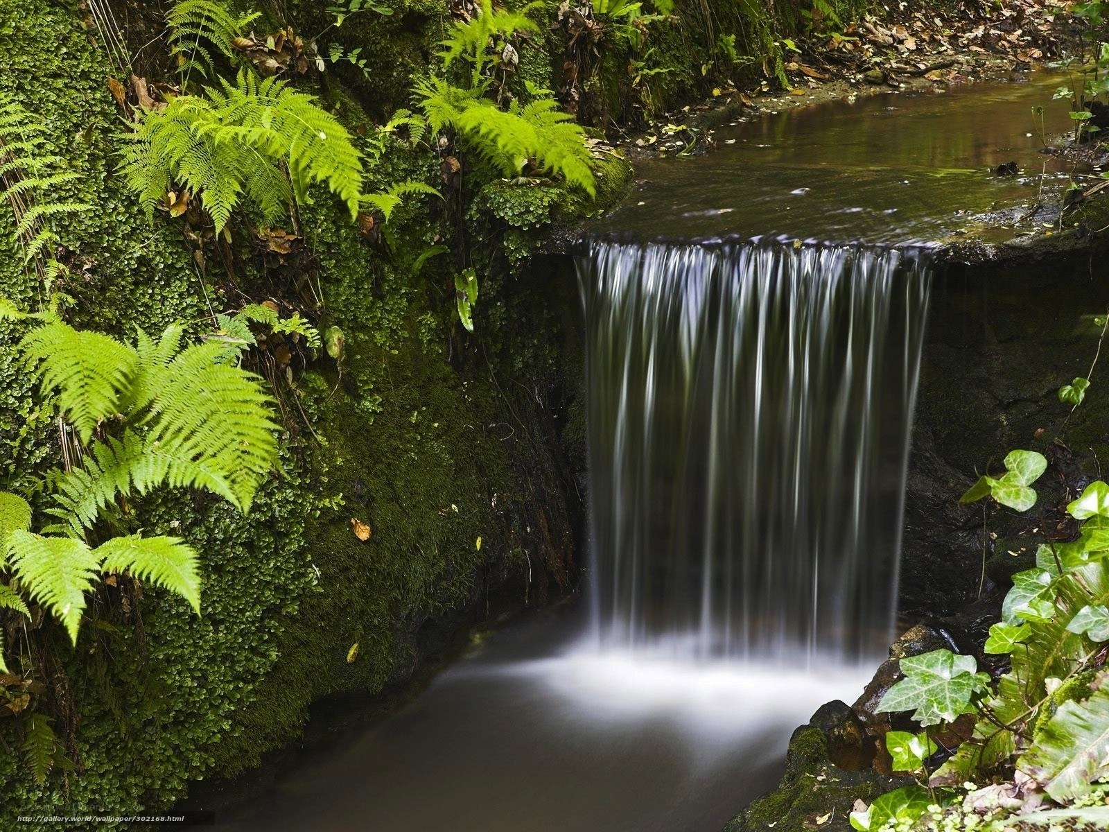 Small waterfall in forest