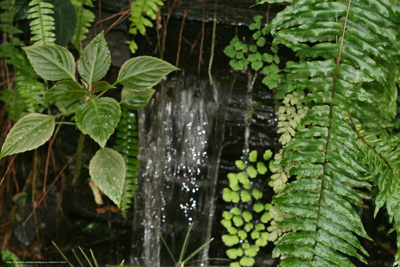 Small Waterfall in Garden — Green, Serene, Photograph, Plants, Water