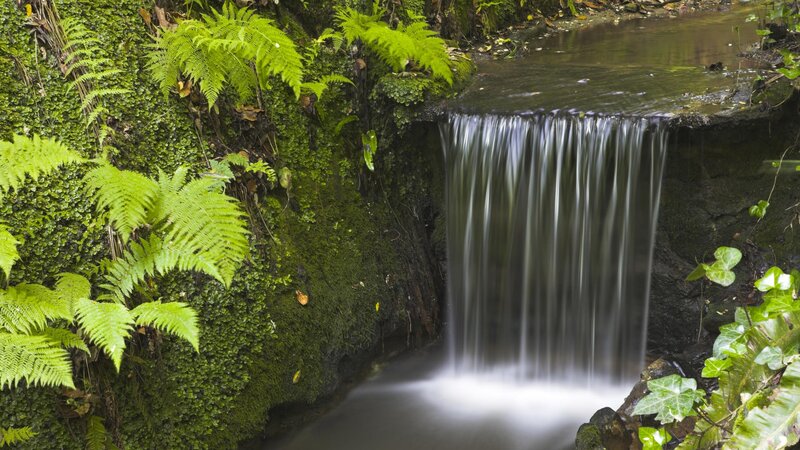 Small waterfall in lush forest