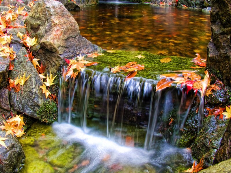 Small Waterfall with Leaves — Green, Serene