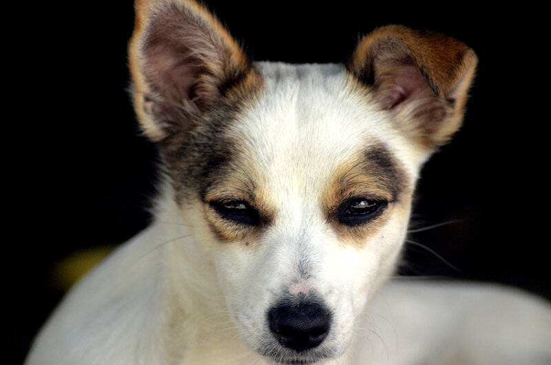 Small White and Brown Dog — Neutral