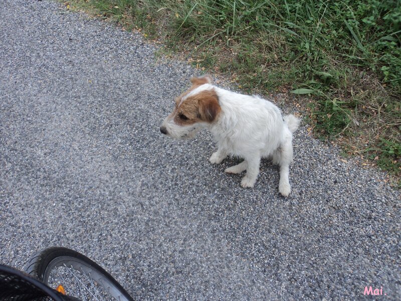 Small White and Brown Dog