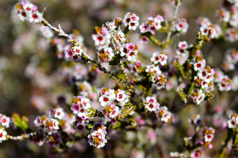 Small White and Pink Flowers