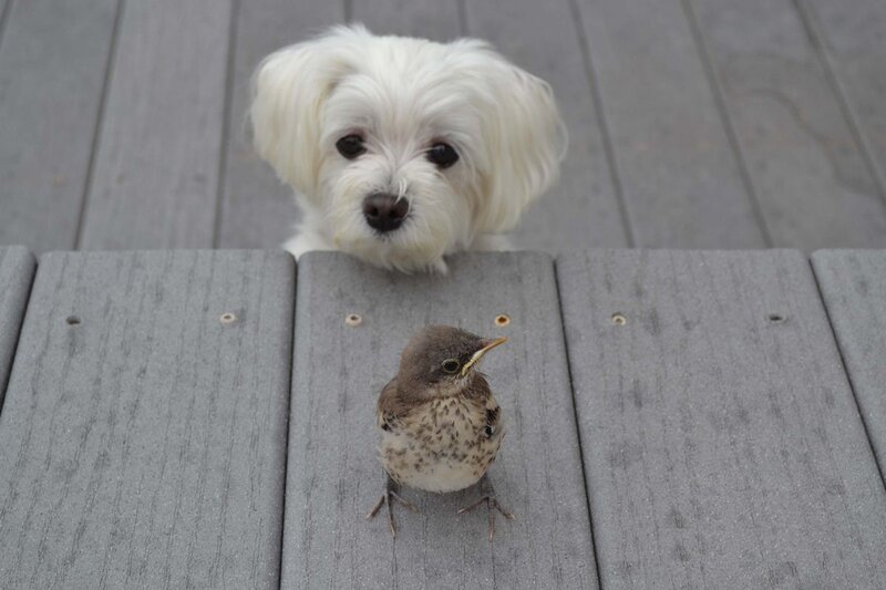 Small White Dog and Bird