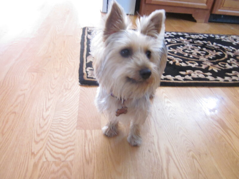 Small White Dog — Brown
