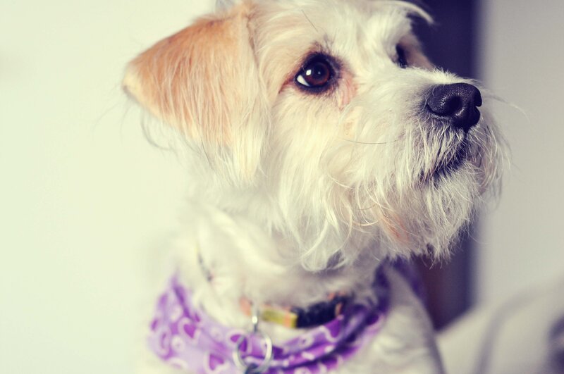 Small White Dog — Calm, Photograph