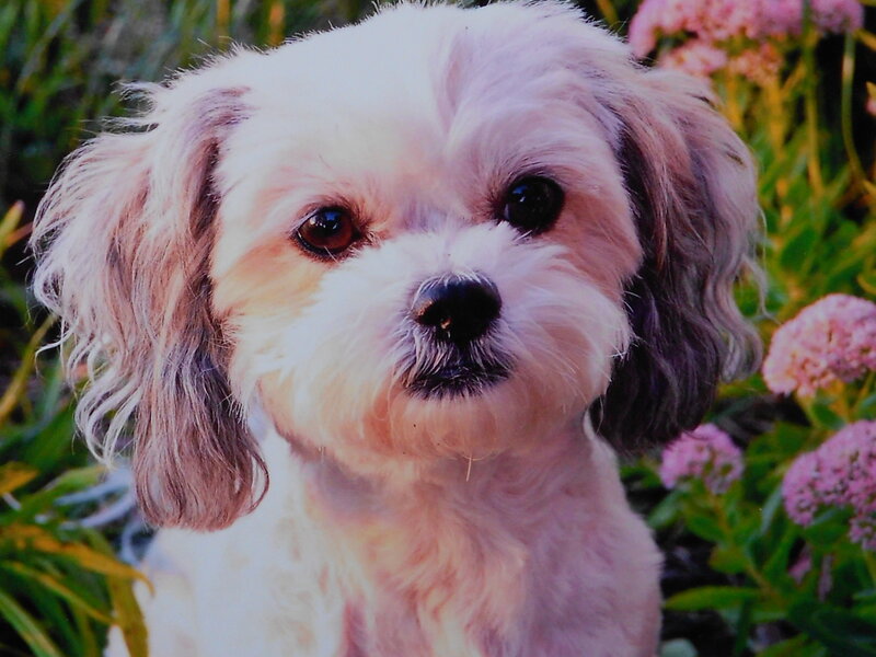 Small White Dog — Calm