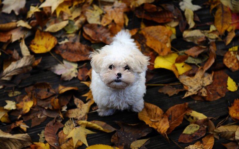 small white dog in autumn leaves