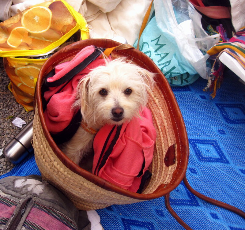 Small White Dog in Basket