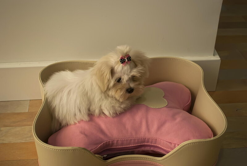 Small White Dog in Bed