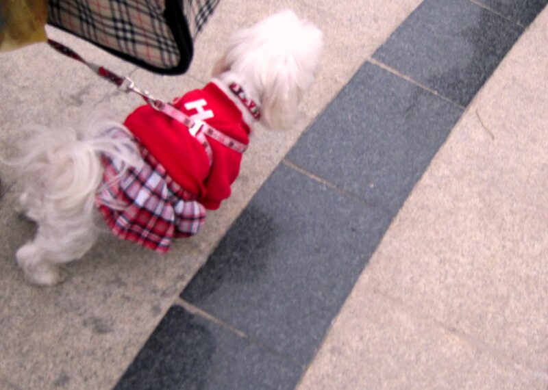 Small White Dog in Clothes