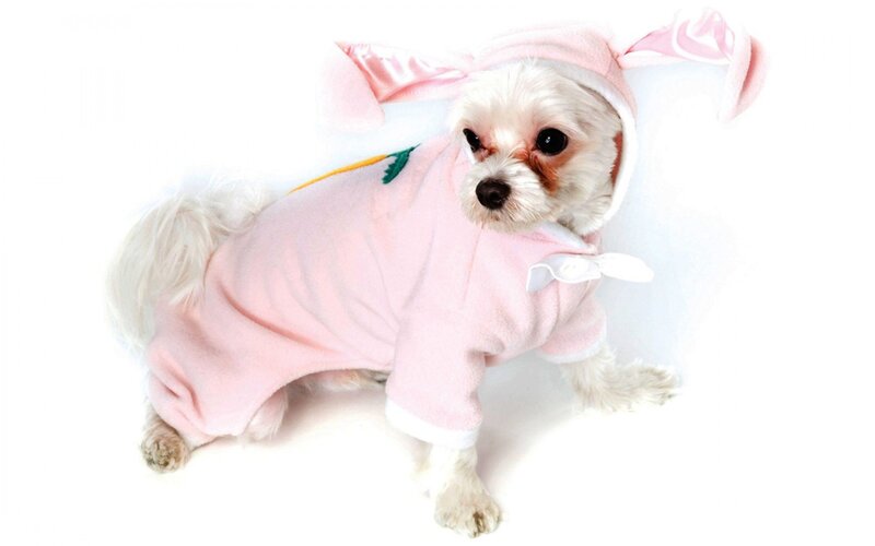 Small White Dog in Costume