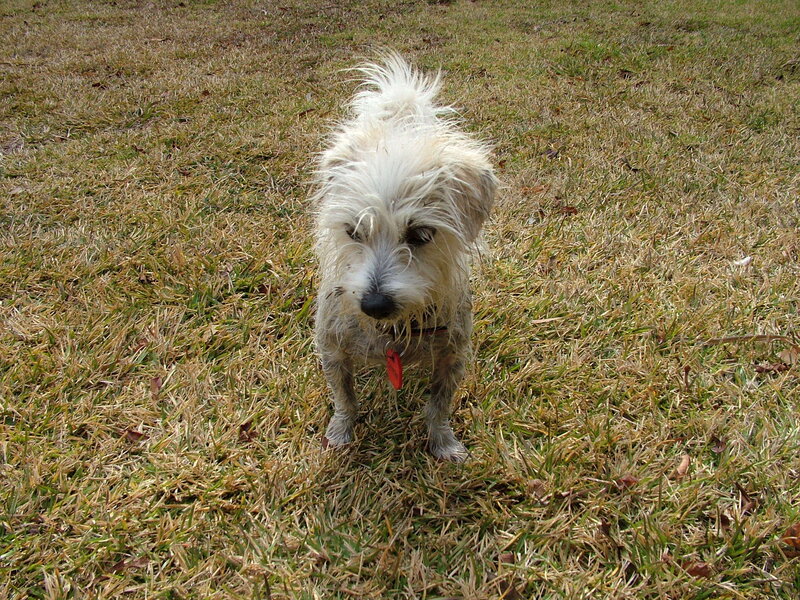 Small White Dog in Grass