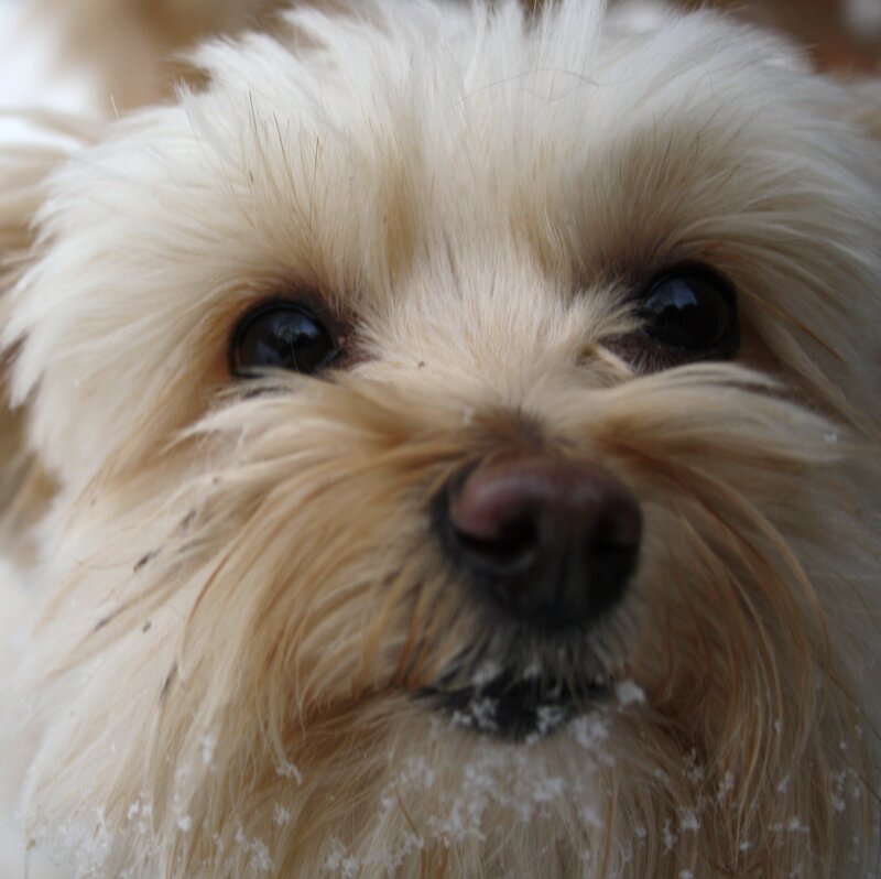 Small White Dog in Snow