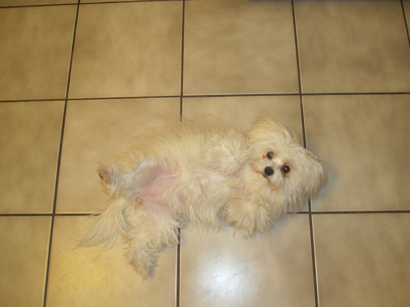 Small White Dog Lying Down