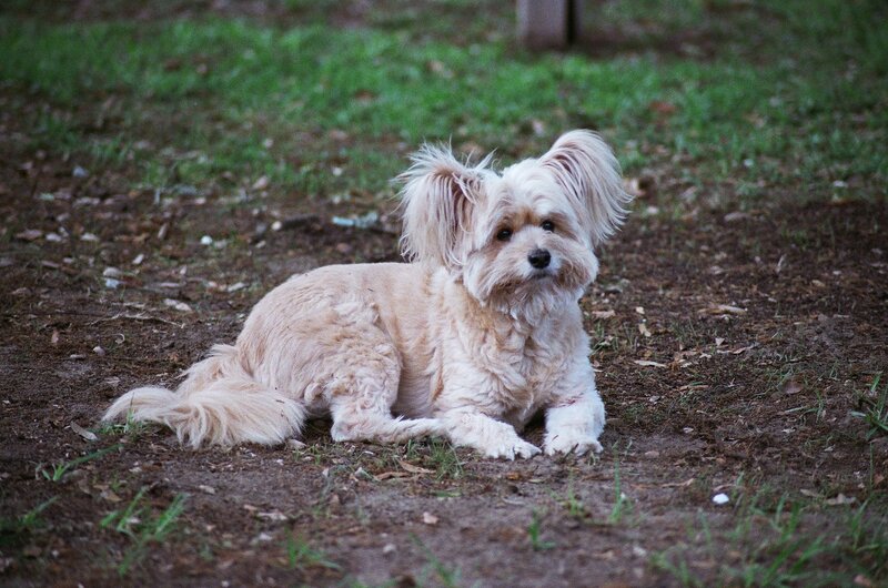 Small White Dog Lying
