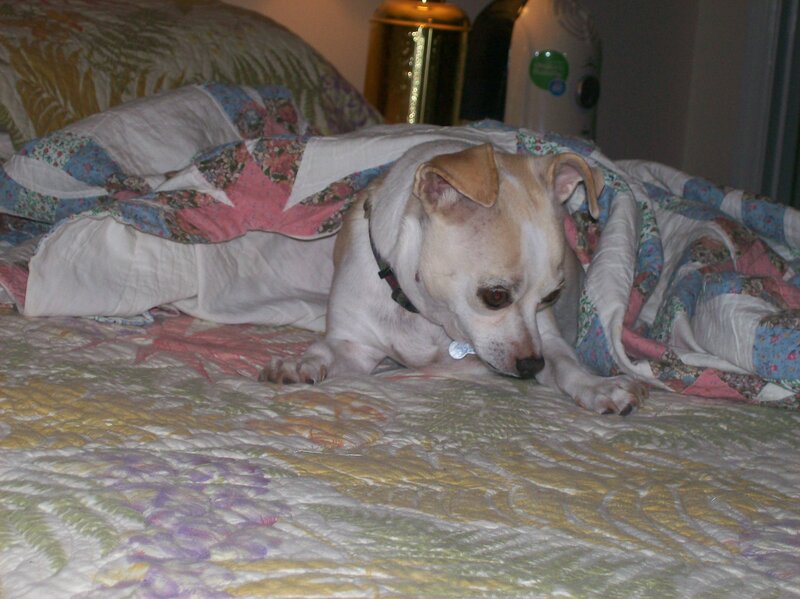 Small White Dog on Bed