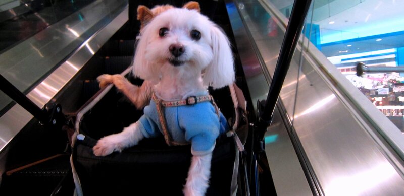 Small White Dog on Escalator
