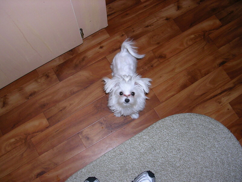 small white dog on floor