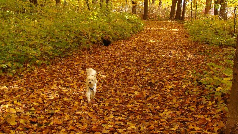 Small White Dog on Path