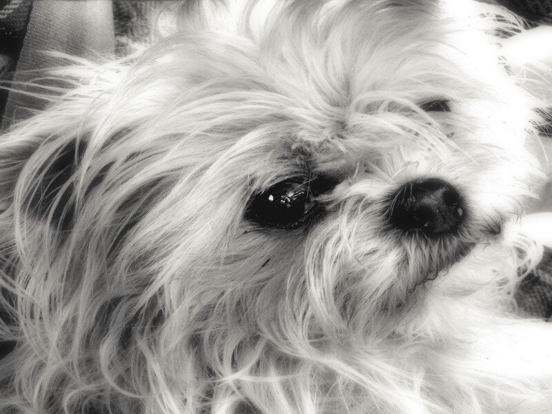 Small White Dog