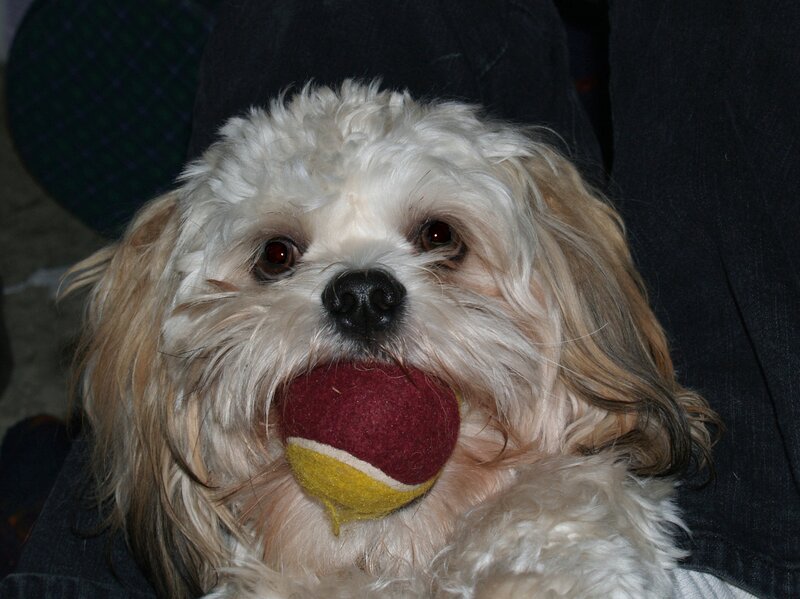 Small White Dog with Ball