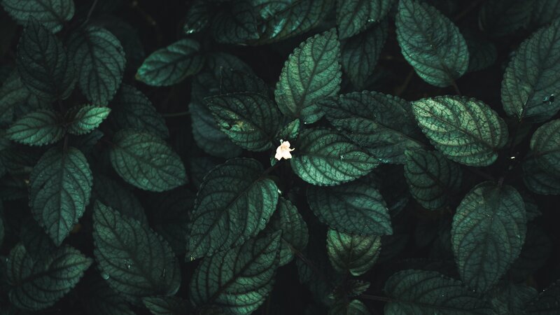 Small White Flower Among Leaves