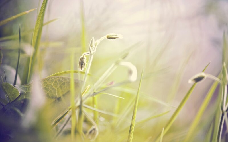 Small White Flower Buds