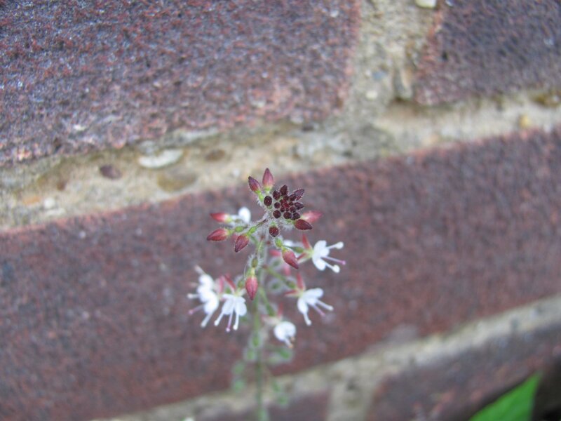 small white flower by brick wall