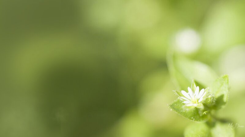 Small White Flower — Green, Serene