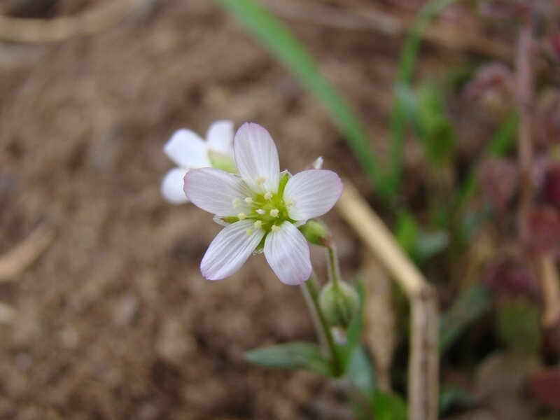 small white flower in soil